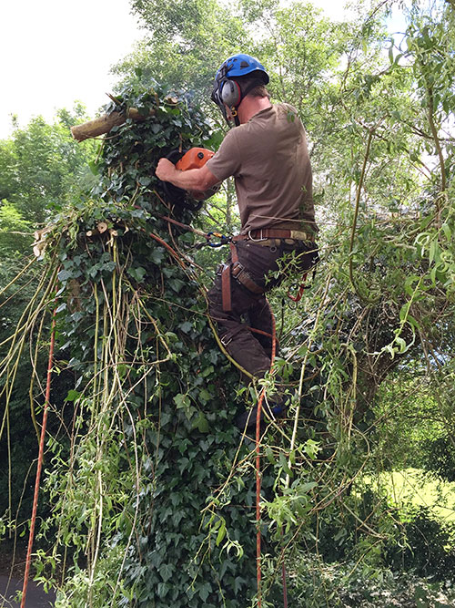 acer-trees-domestic-tree-surgery